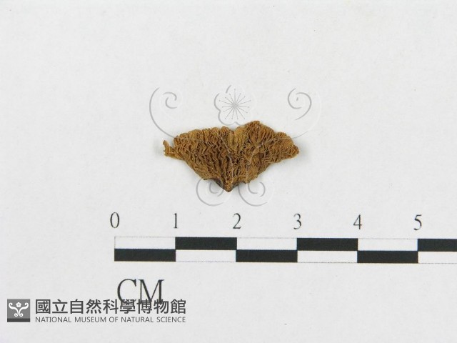 登錄號:F0014340藏品圖，第3張