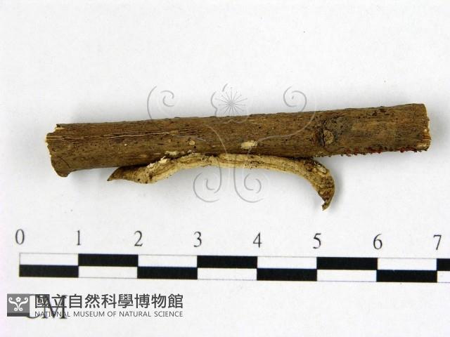 登錄號:F0022340藏品圖，第3張