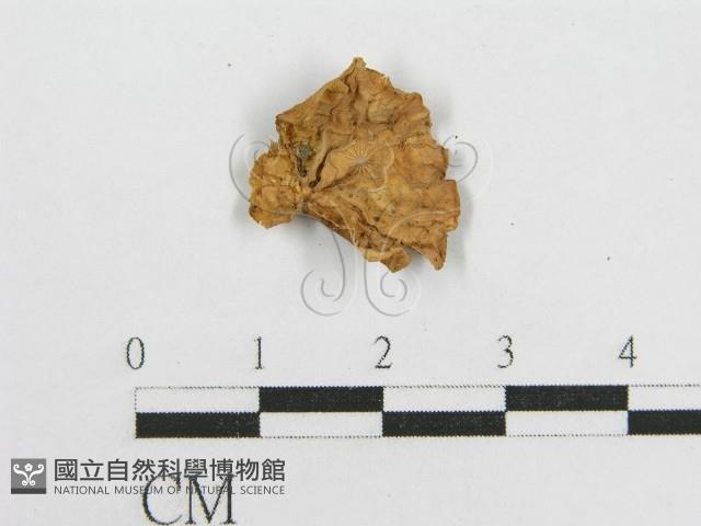 微皮傘屬藏品圖，第3張