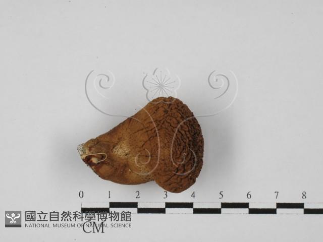 登錄號:F0027340藏品圖，第3張