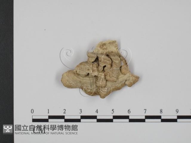 登錄號:F0007340藏品圖，第3張