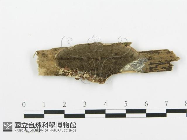 煙管菌藏品圖，第1張