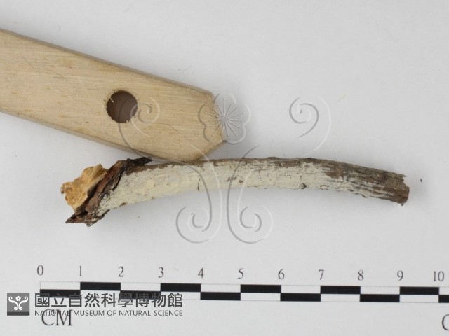 登錄號:F0025340藏品圖，第3張