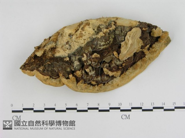 登錄號:F0005340藏品圖，第3張