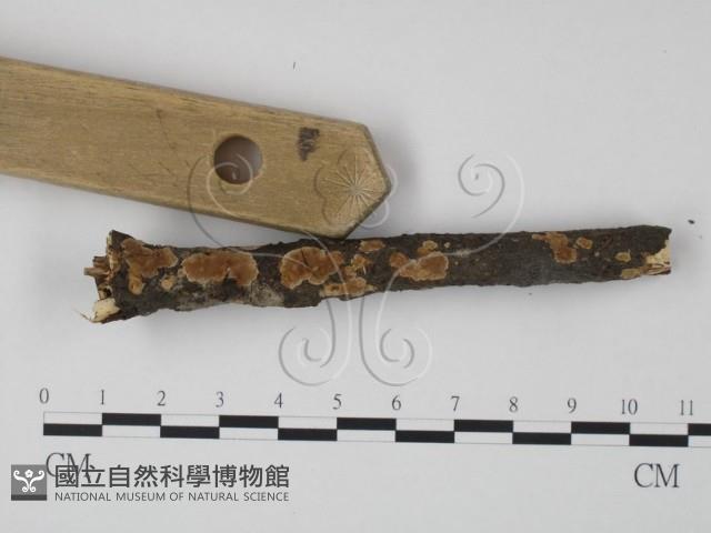 韌革菌屬藏品圖，第3張