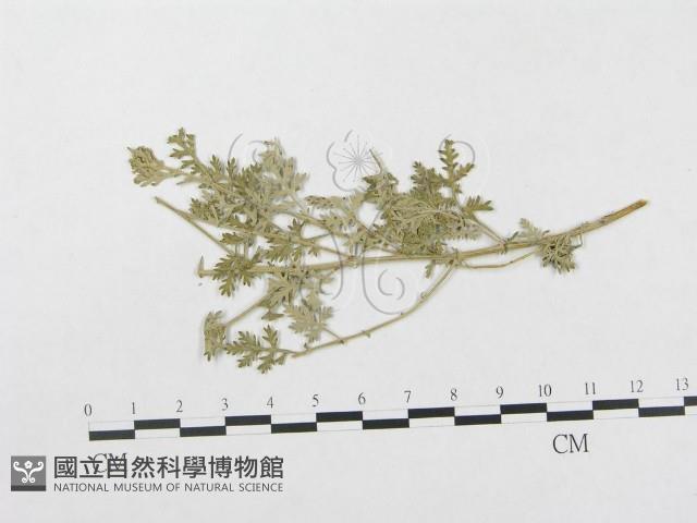 登錄號:F0019340藏品圖，第1張