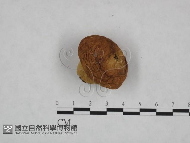 頭狀禿馬勃藏品圖，第3張