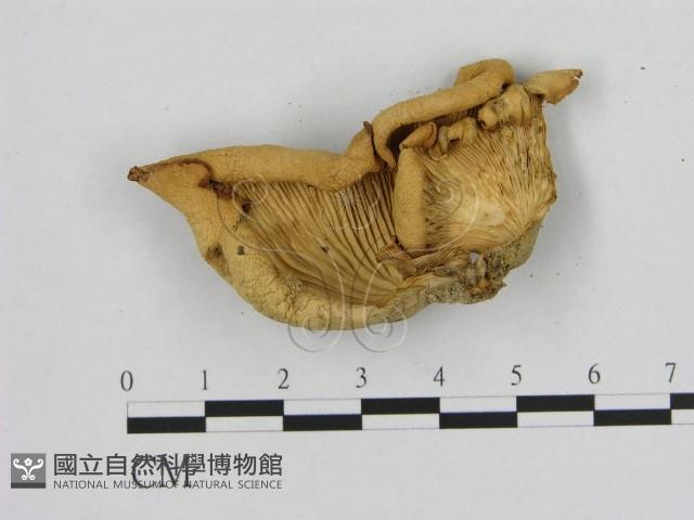 登錄號:F0003340藏品圖，第3張