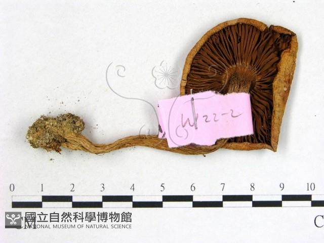 登錄號:F0013340藏品圖，第3張
