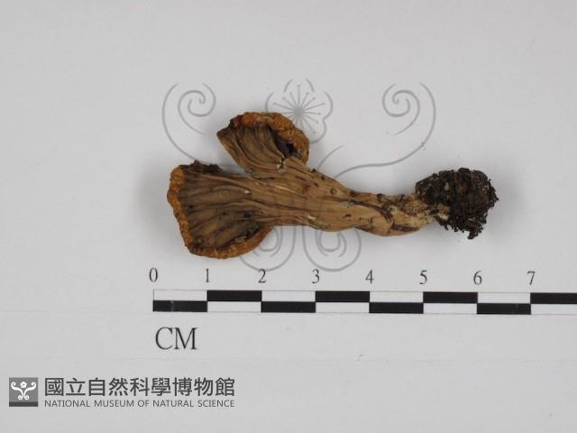 登錄號:F0030990藏品圖，第3張