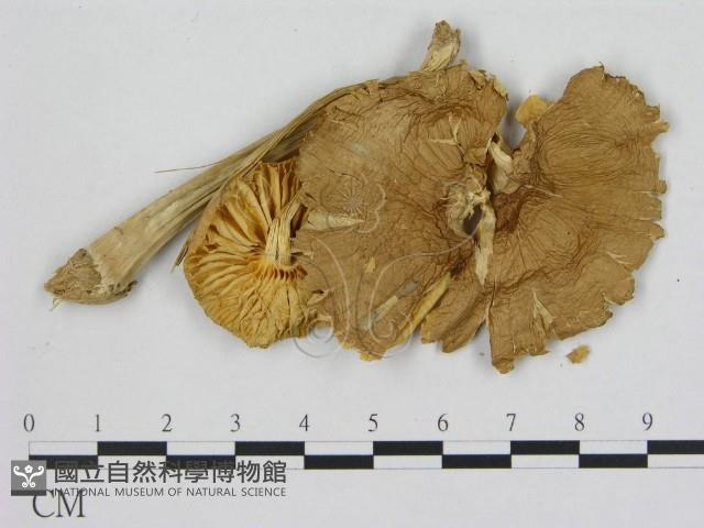 登錄號:F0008230藏品圖，第3張