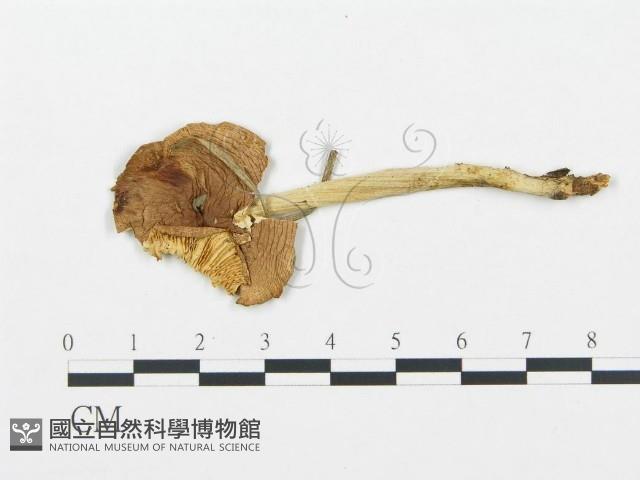 登錄號:F0020230藏品圖，第1張