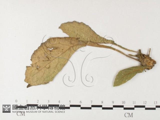 登錄號:F0026230藏品圖，第1張