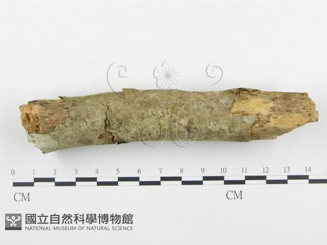 登錄號:F0001230藏品圖，第3張