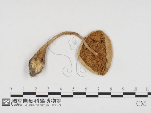登錄號:F0024230藏品圖，第3張