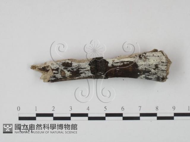 冇骨消絲齒菌藏品圖，第3張