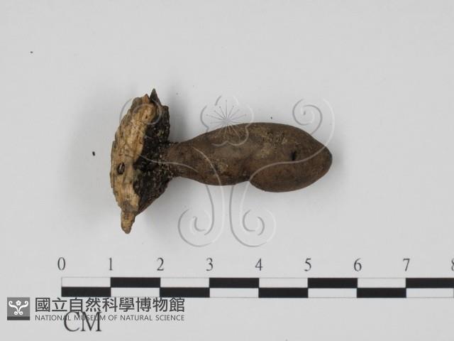炭角菌屬藏品圖，第3張