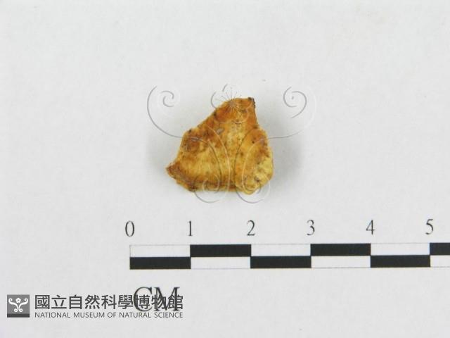登錄號:F0007230藏品圖，第3張