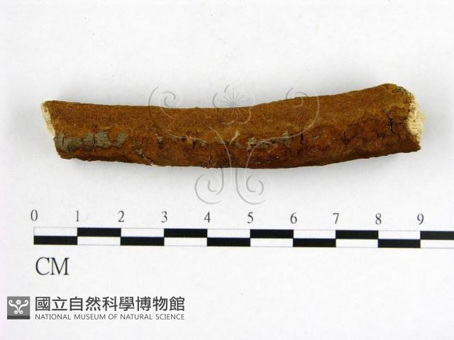 登錄號:F0017230藏品圖，第4張