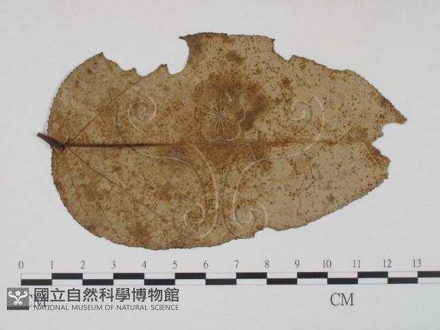 登錄號:F0019230藏品圖，第3張