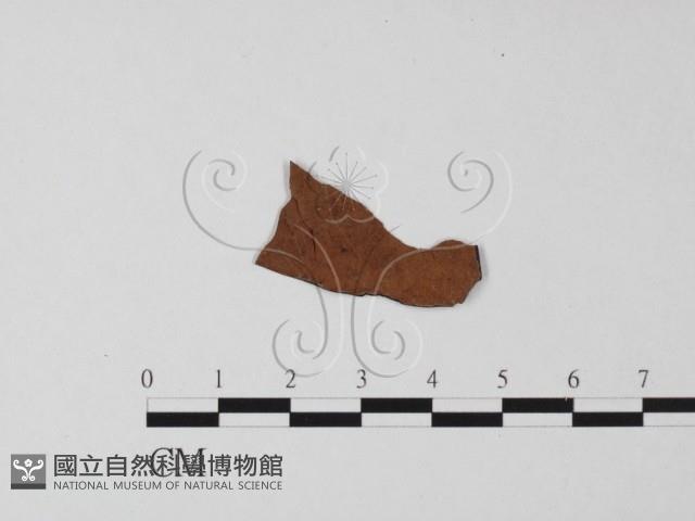 登錄號:F0023230藏品圖，第3張