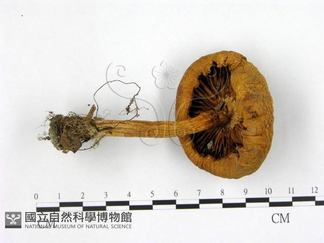 登錄號:F0003230藏品圖，第3張