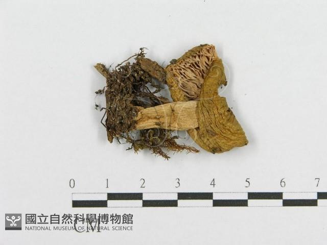 登錄號:F0013230藏品圖，第3張
