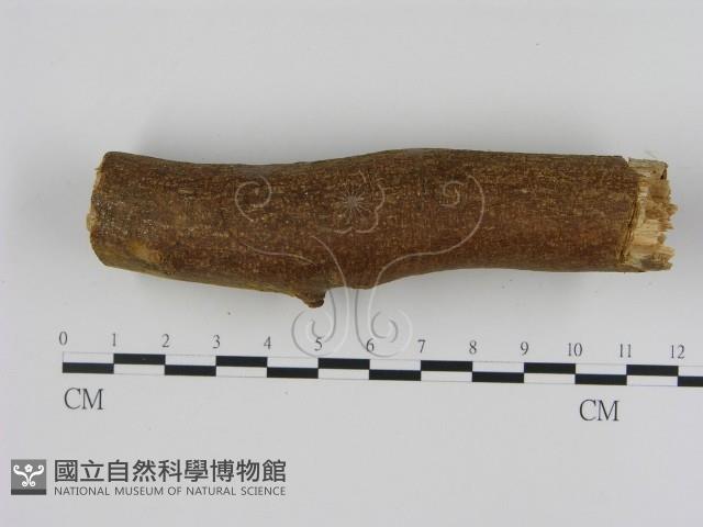刺革菌屬藏品圖，第3張