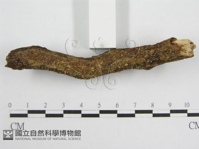 微皮傘屬藏品圖，第3張