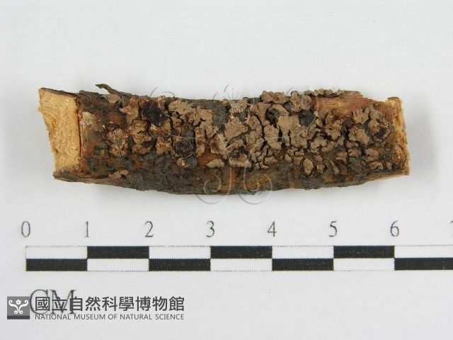 登錄號:F0016830藏品圖，第1張