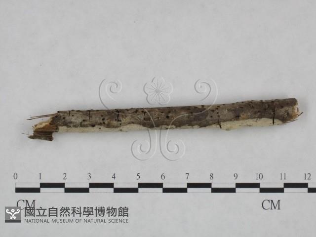 剛毛絲皮菌藏品圖，第3張