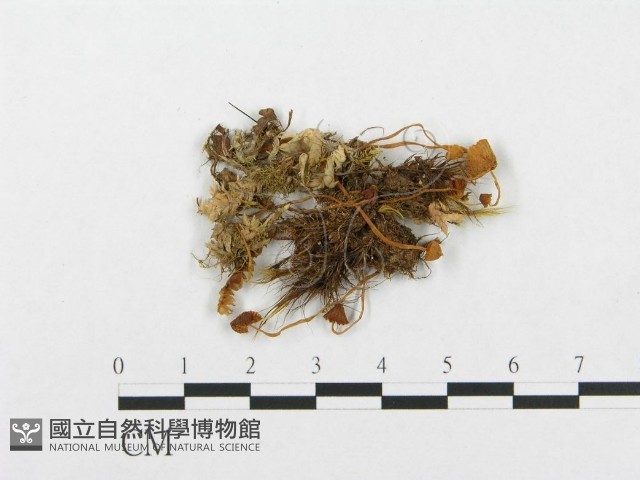 登錄號:F0001830藏品圖，第3張