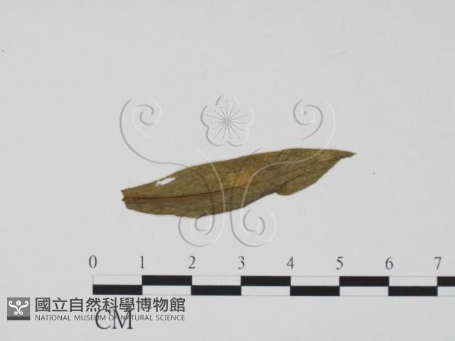 登錄號:F0011830藏品圖，第3張