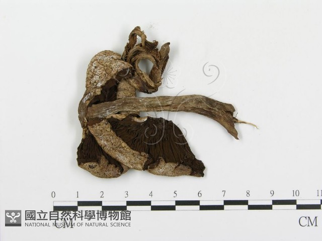 傘菌屬藏品圖，第3張