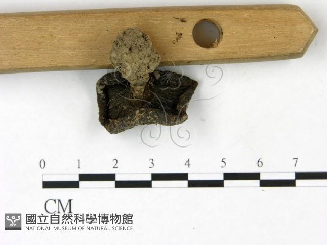 登錄號:F0022830藏品圖，第3張