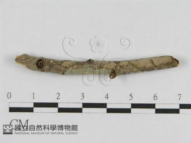登錄號:F0012830藏品圖，第3張