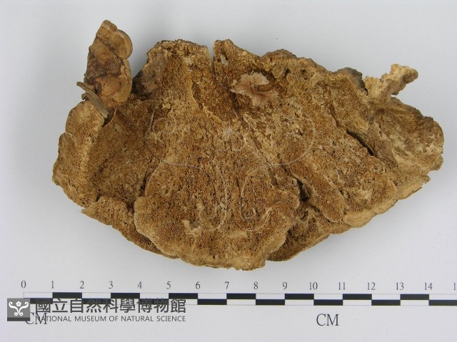 登錄號:F0007830藏品圖，第3張