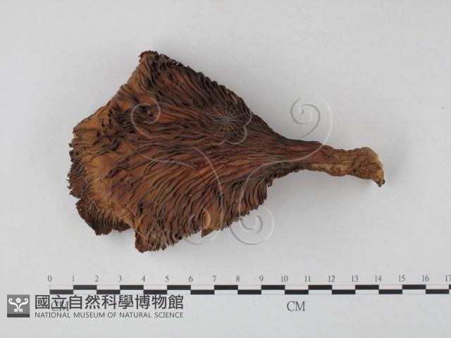 登錄號:F0025830藏品圖，第3張