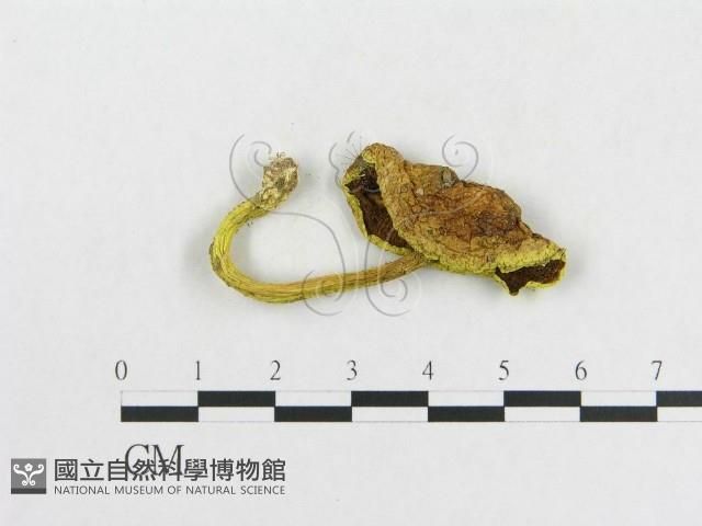 登錄號:F0015830藏品圖，第3張