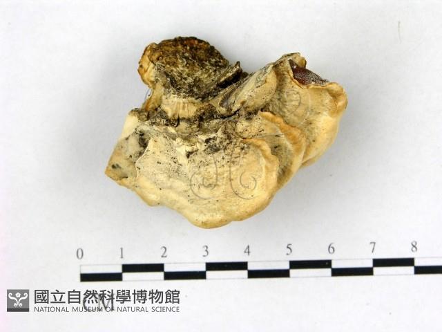 館號:F0019830藏品圖，第3張