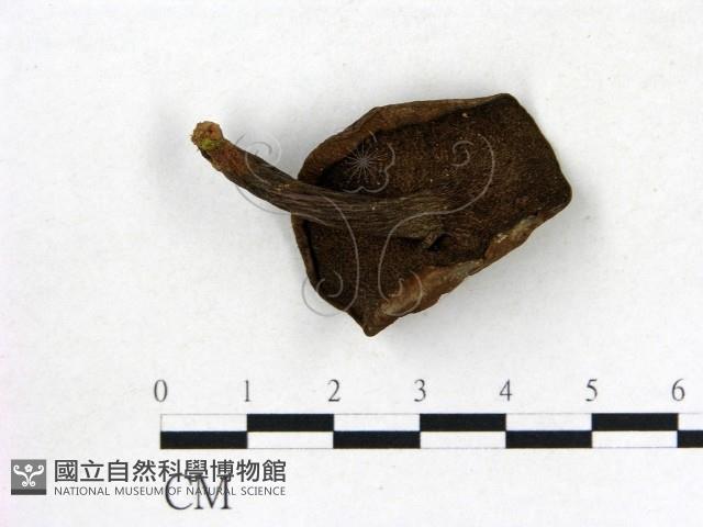 登錄號:F0003830藏品圖，第3張