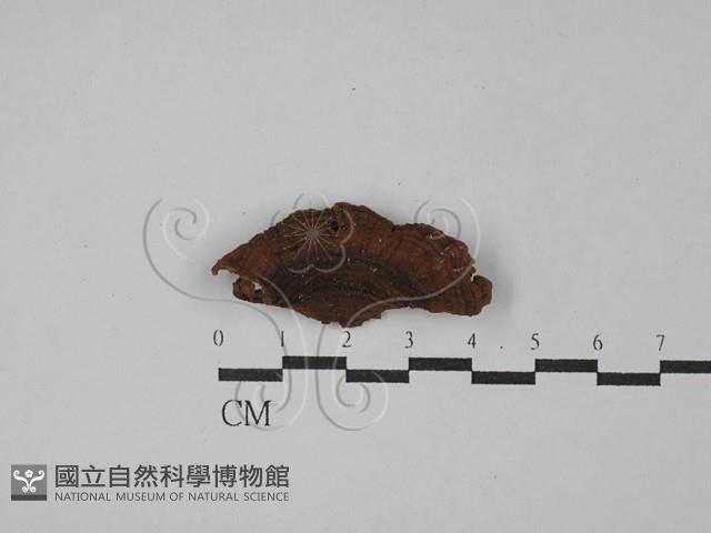 纖孔菌屬藏品圖，第3張