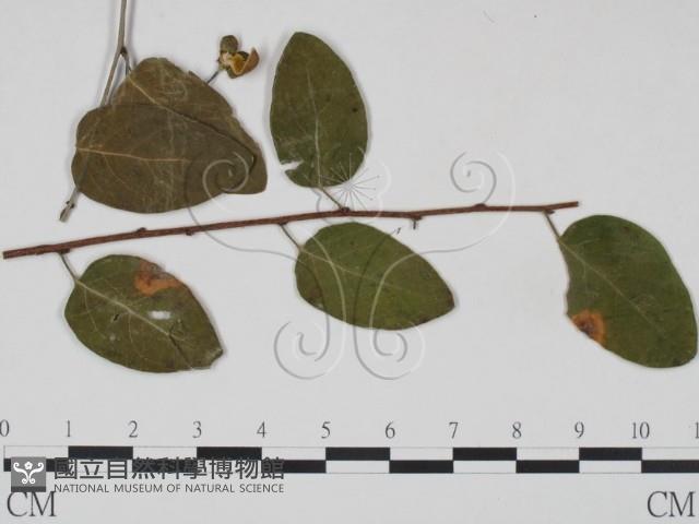 登錄號:F0018930藏品圖，第3張