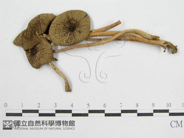 鬼傘屬藏品圖，第3張