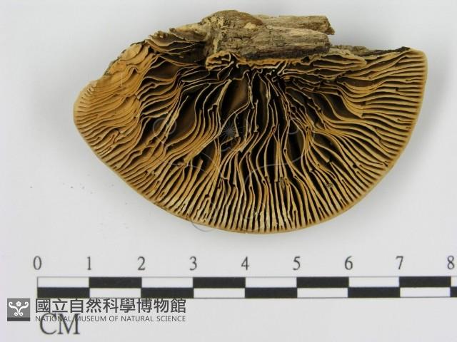 登錄號:F0006930藏品圖，第3張