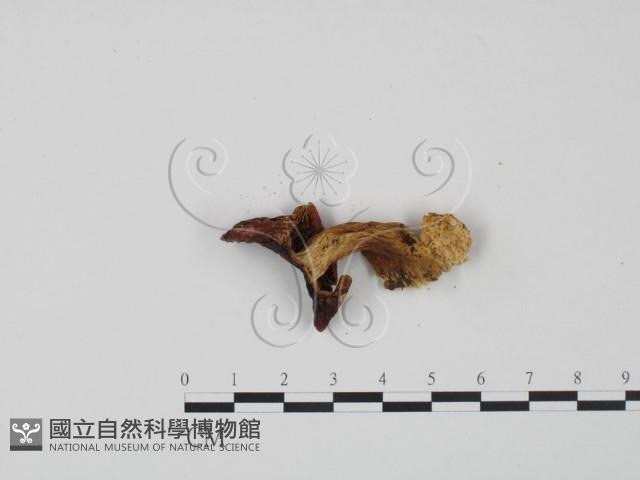 紅菇屬藏品圖，第3張