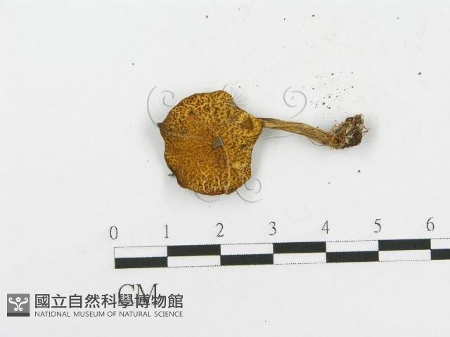 登錄號:F0004930藏品圖，第3張
