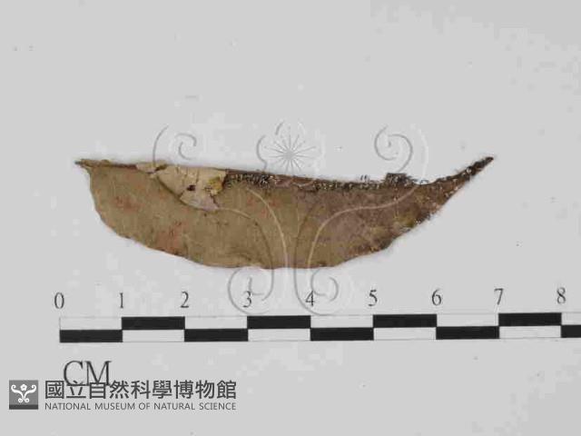 登錄號:F0014930藏品圖，第3張