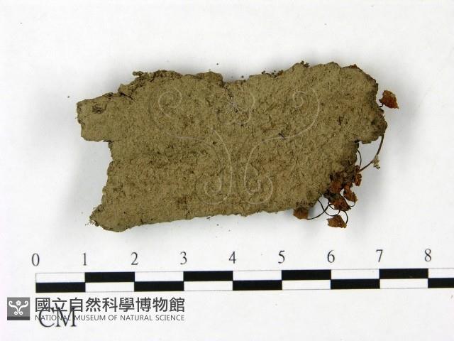 小菇屬藏品圖，第3張