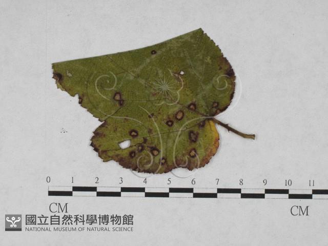 登錄號:F0027930藏品圖，第1張